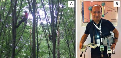 Environmental stress - what can we learn from chlorophyll a fluorescence analysis in woody plants? A review